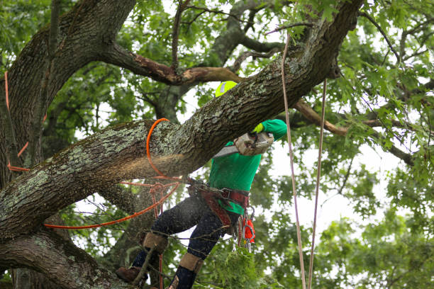 Best Tree and Shrub Care  in Atwater, MN